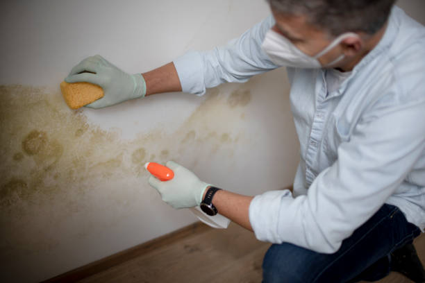 Best Basement Mold Remediation in West Point, NE