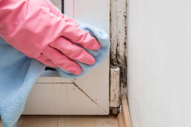 Best Commercial Mold Remediation in West Point, NE