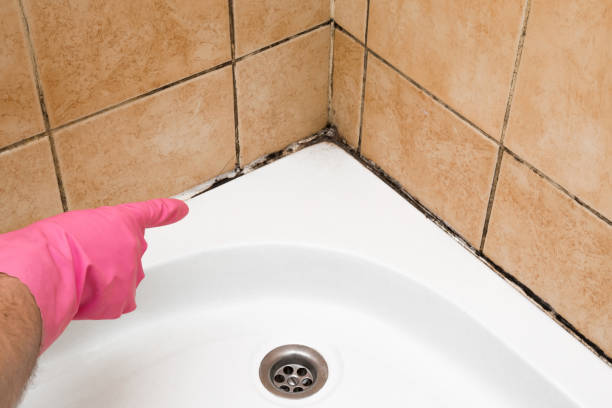 Best Bathroom Mold Remediation in West Point, NE