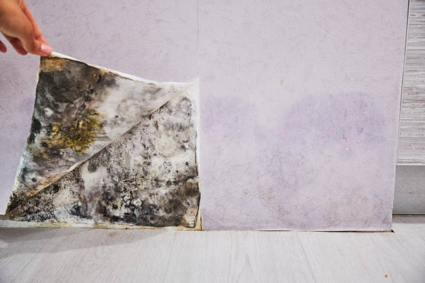 Best Black Mold Remediation in West Point, NE